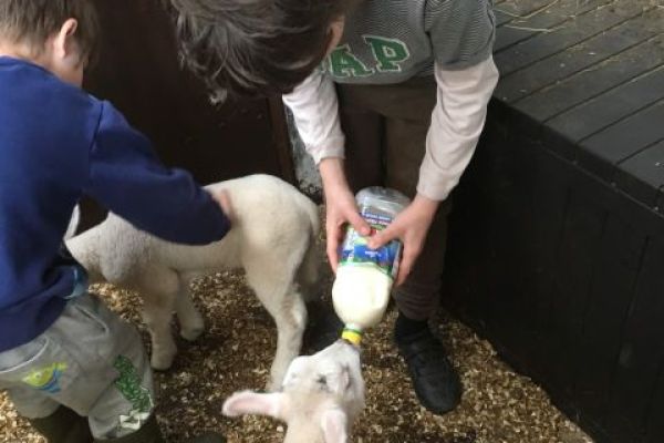 Helping with the lambs