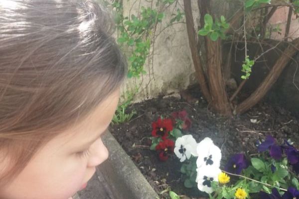 Science - exploring flowers opening