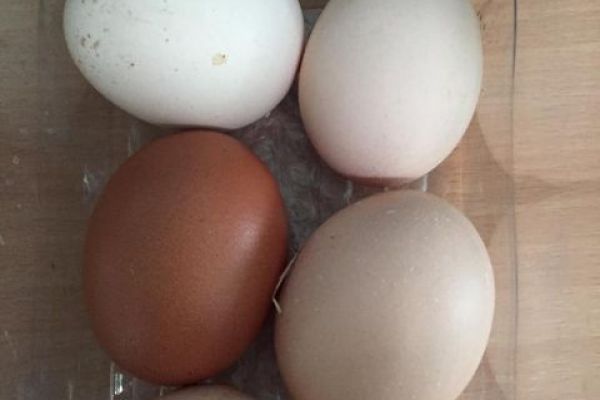 Wonderful eggs Lewis!